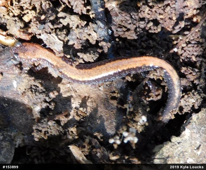 Eastern Red-backed  Salamander