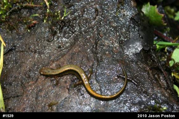 Northern Two-lined Salamander