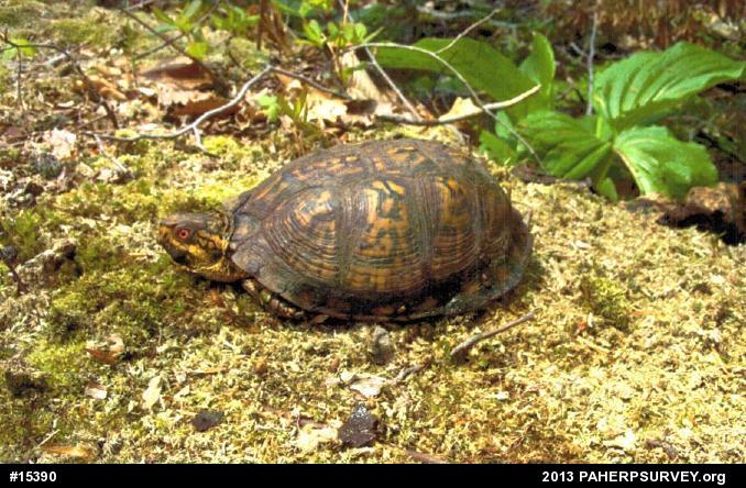 Eastern Box Turtle