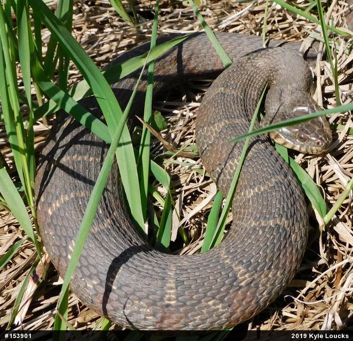 Northern Watersnake