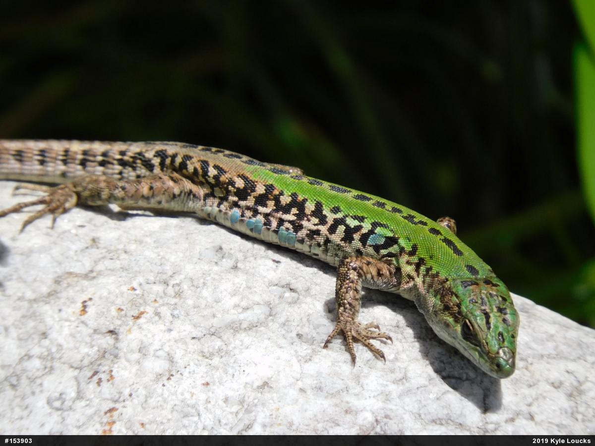 Italian Wall Lizard