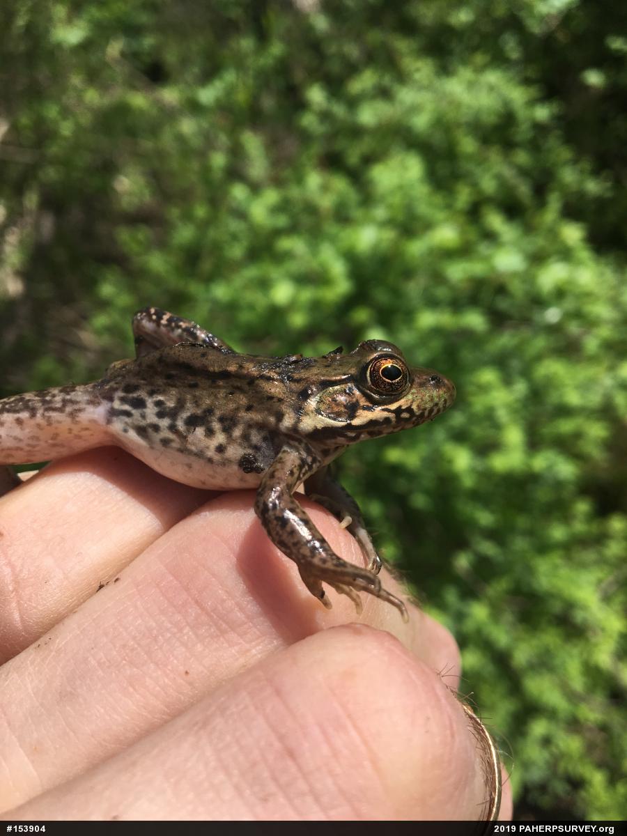 Green Frog