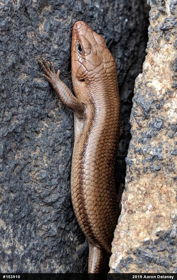 Common Five-lined Skink