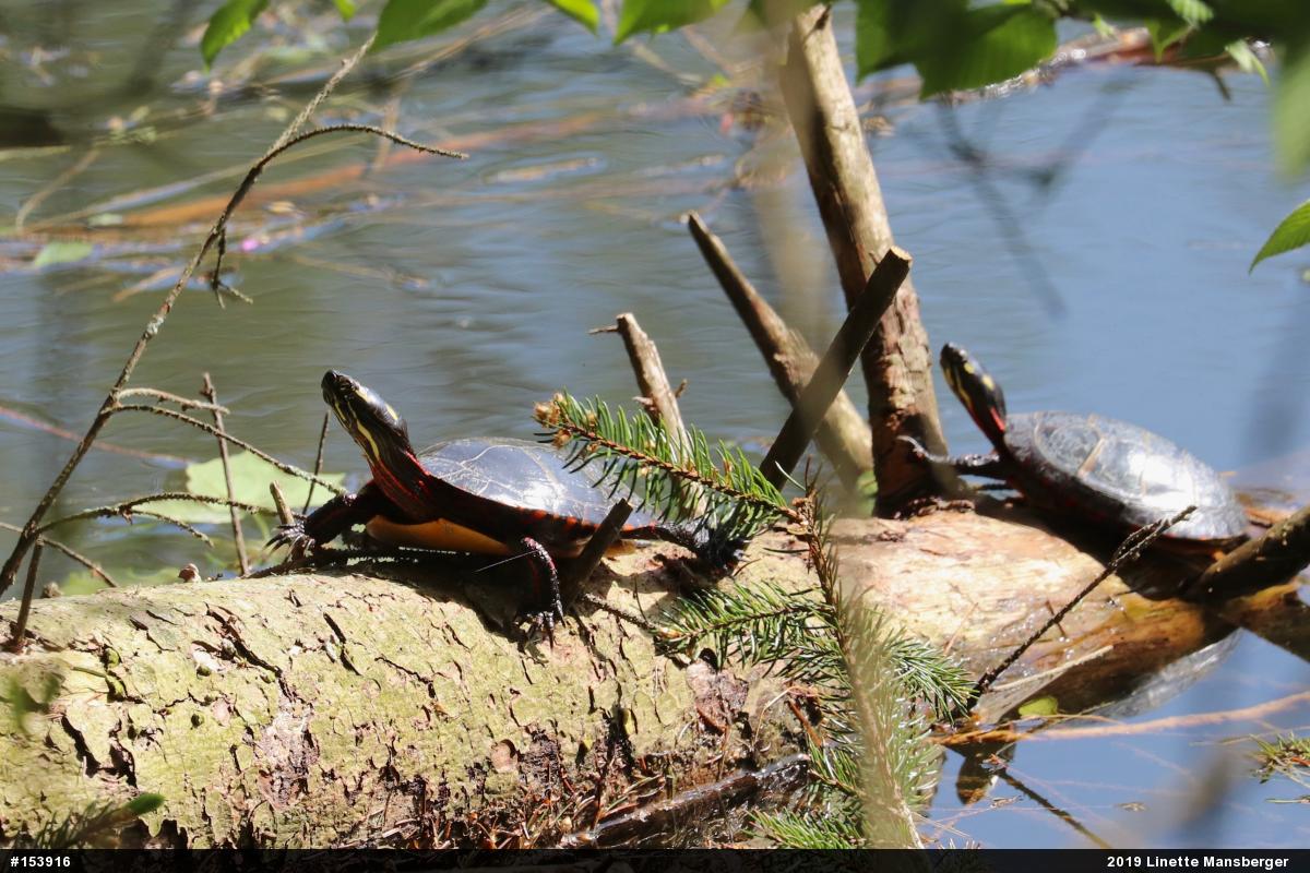 Painted Turtle