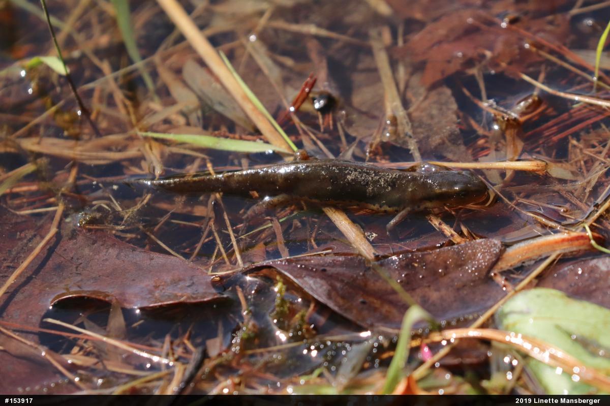 Red-spotted Newt