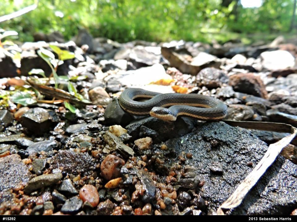 Queensnake