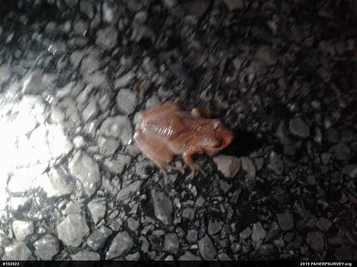 Spring Peeper