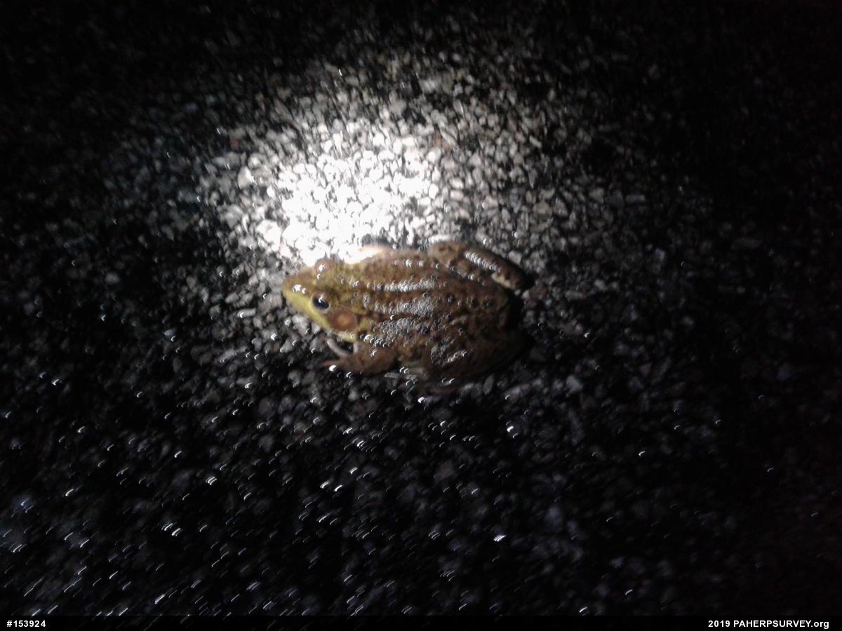 Green Frog