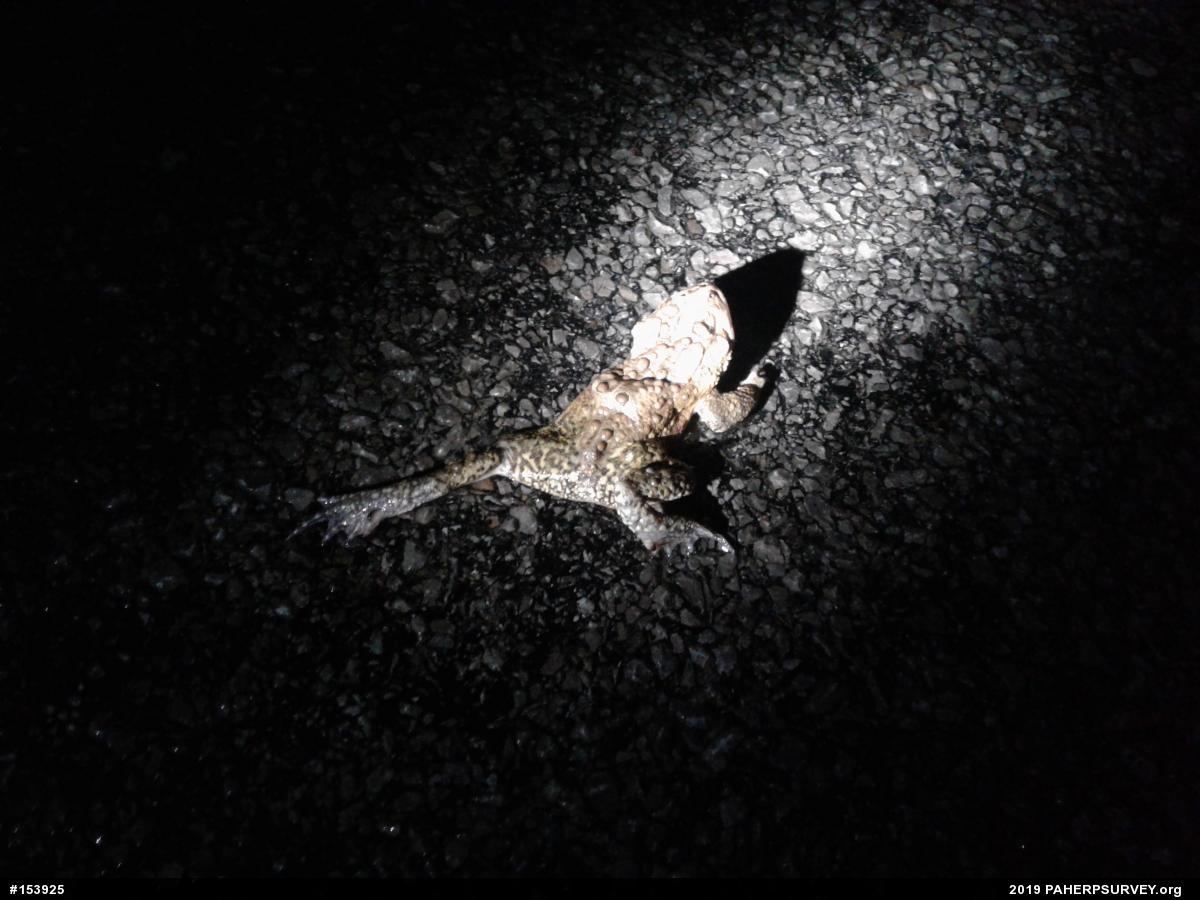 Eastern American Toad