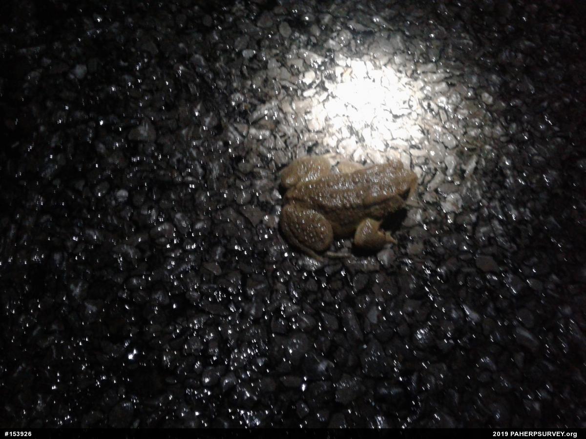 Eastern American Toad