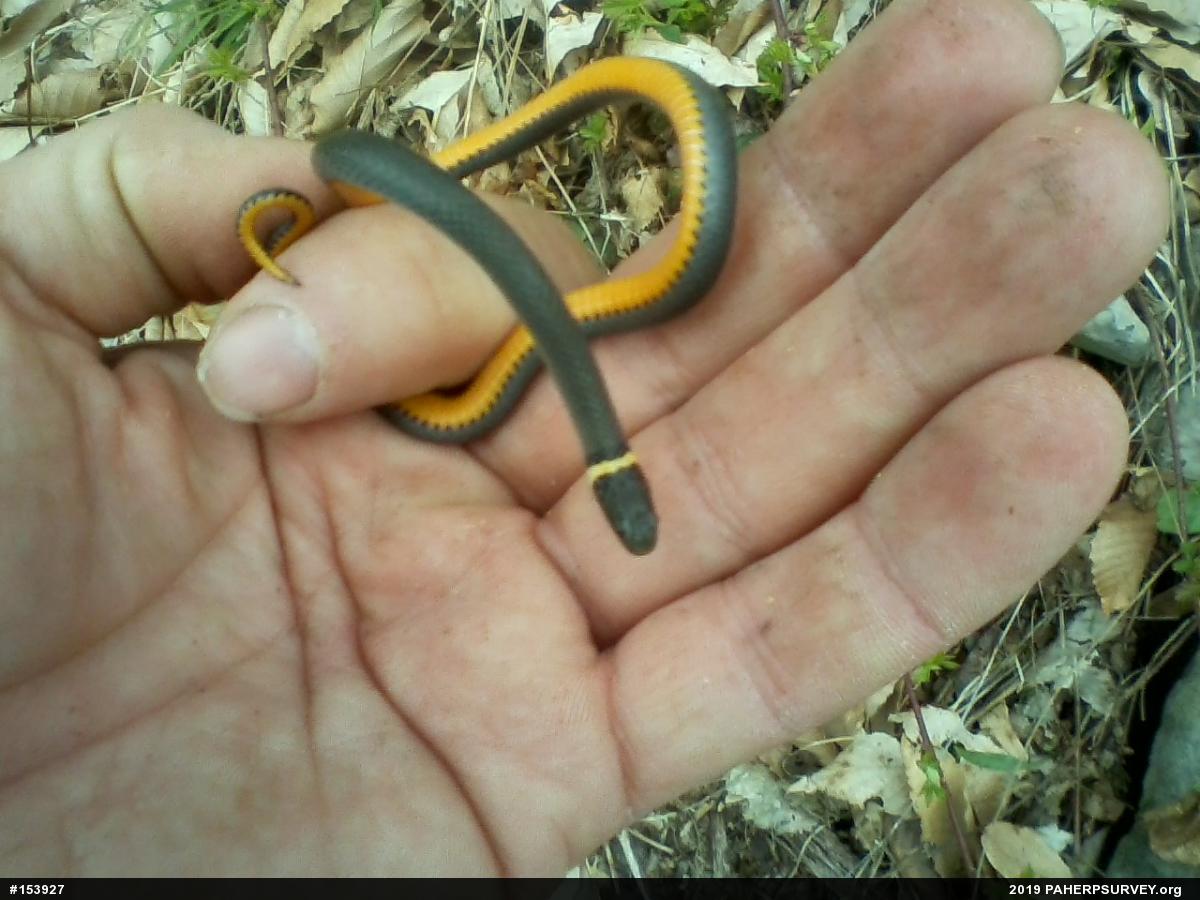 Northern Ring-necked Snake