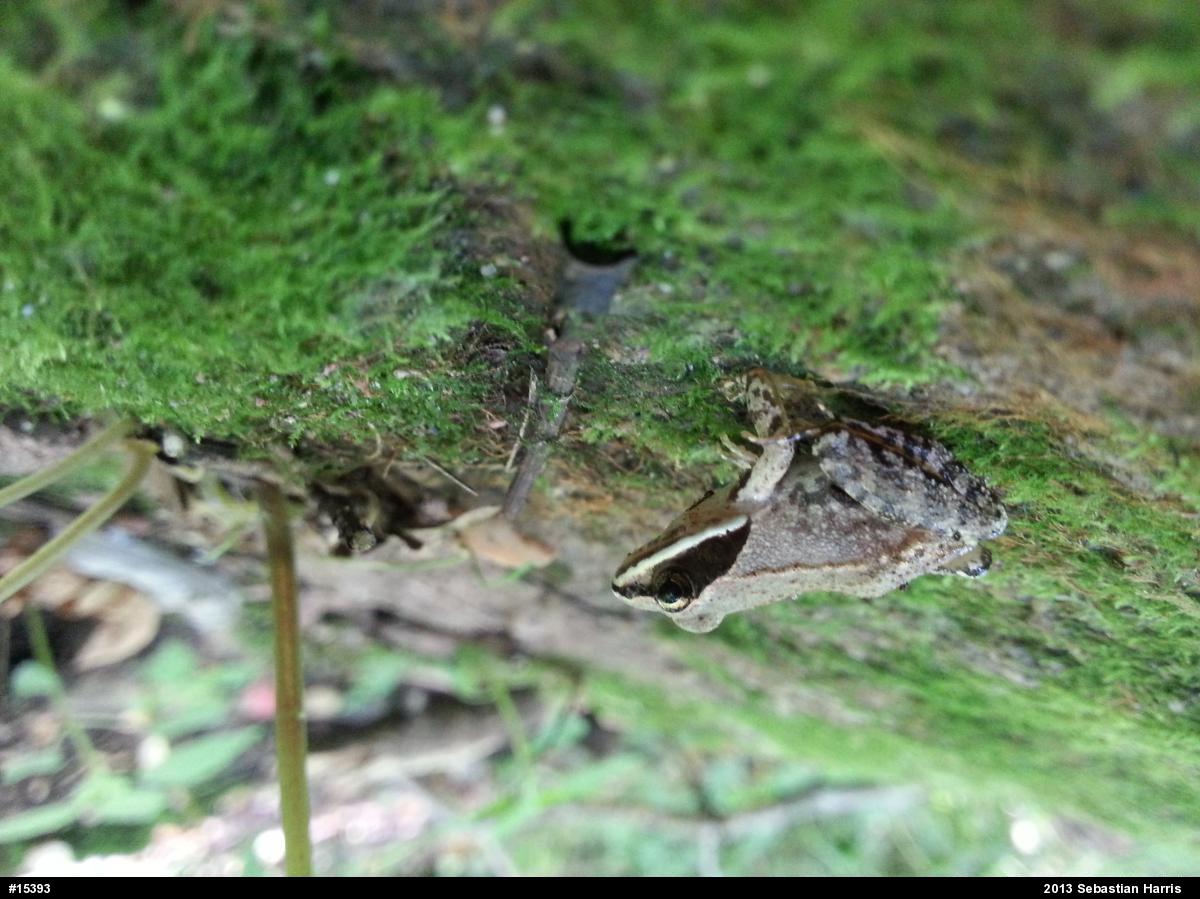 Wood Frog