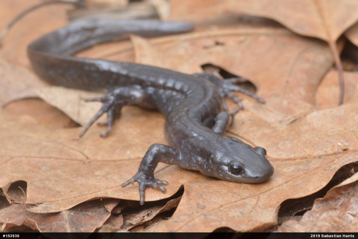 Jefferson Salamander