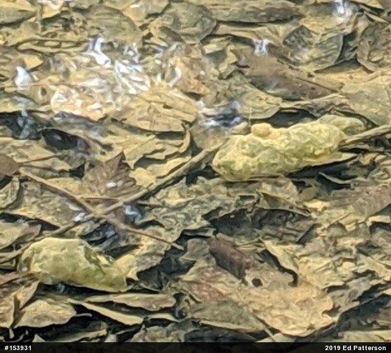 Spotted Salamander