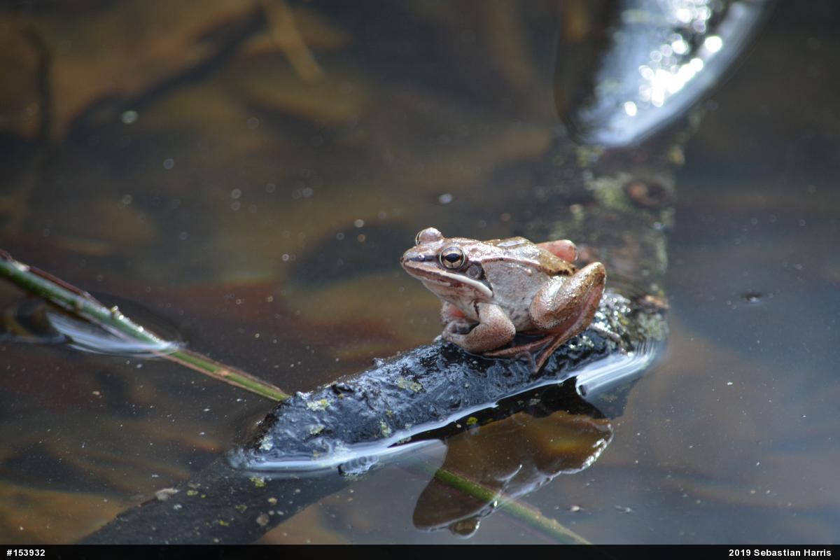 Wood Frog