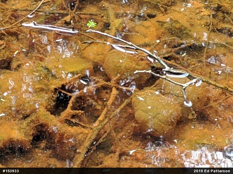 Spotted Salamander