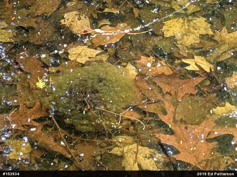 Wood Frog