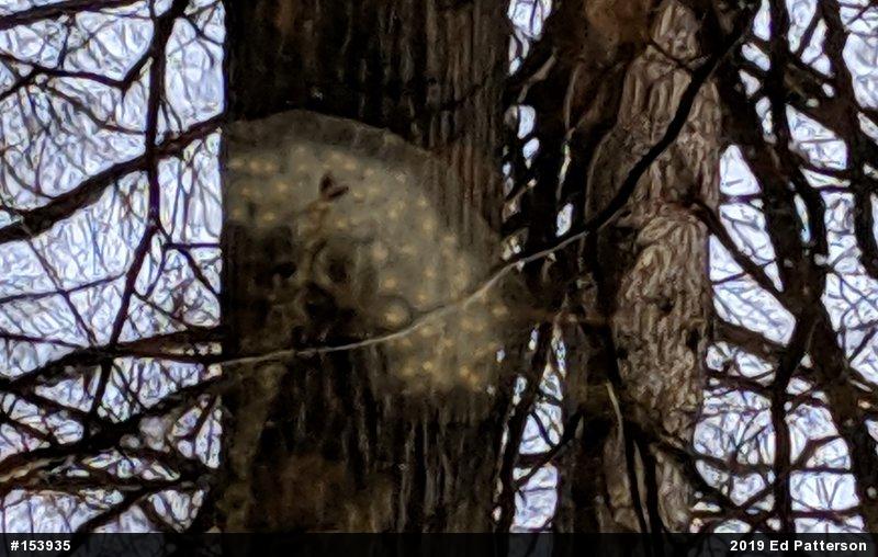 Spotted Salamander