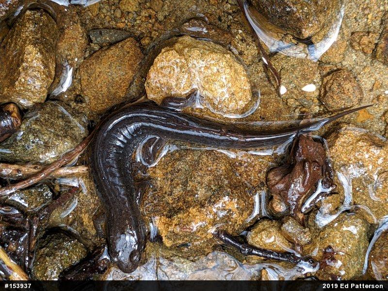 Northern Dusky Salamander