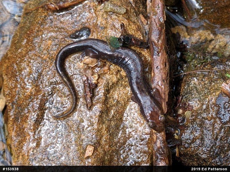 Allegheny Mountain Dusky Salamander