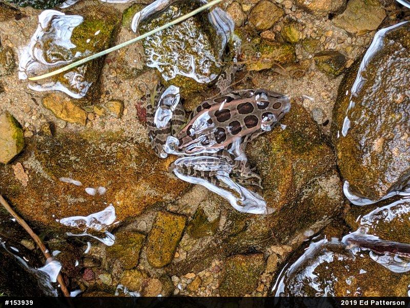 Pickerel Frog