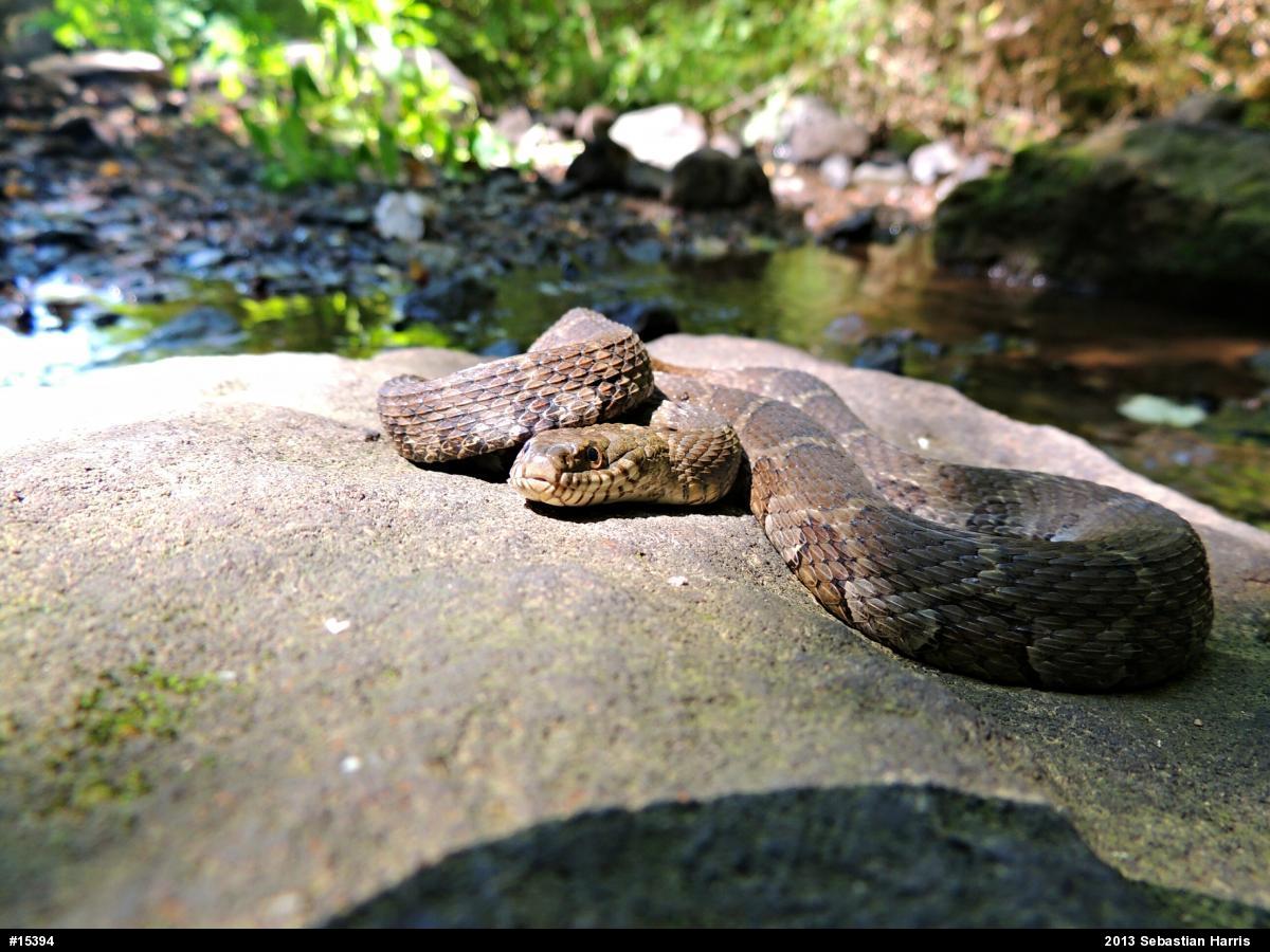 Northern Watersnake