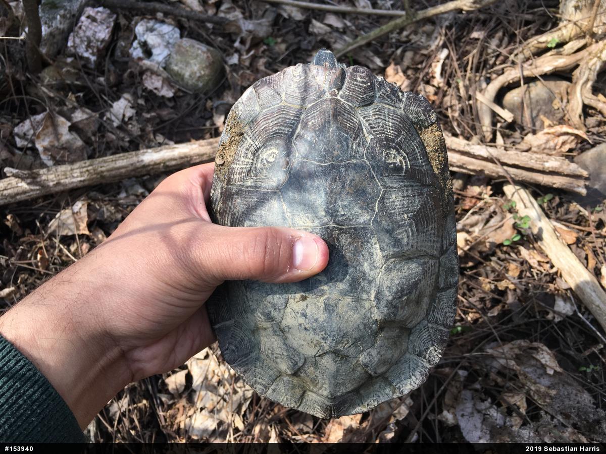 Wood Turtle
