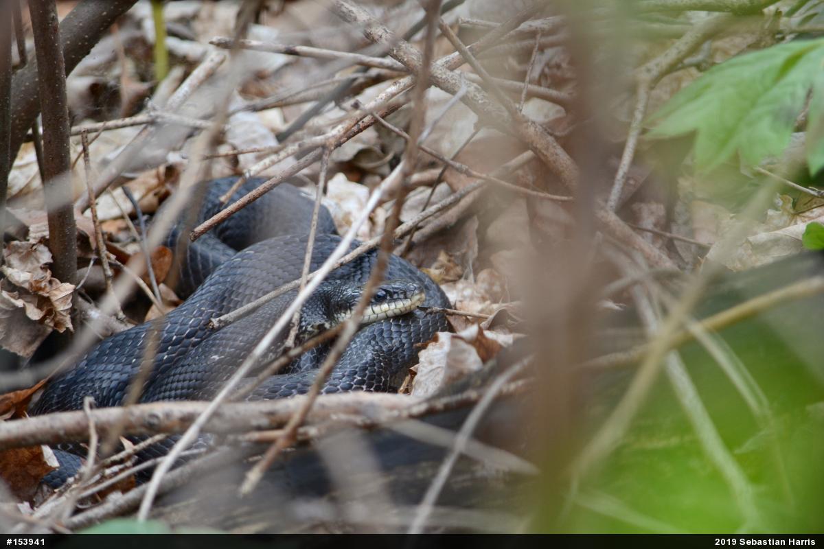 Eastern Ratsnake