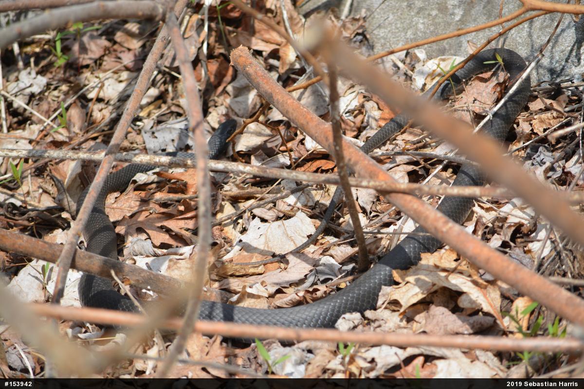 Northern Black Racer