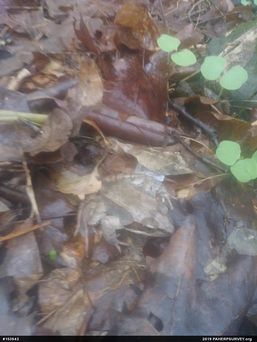 Wood Frog