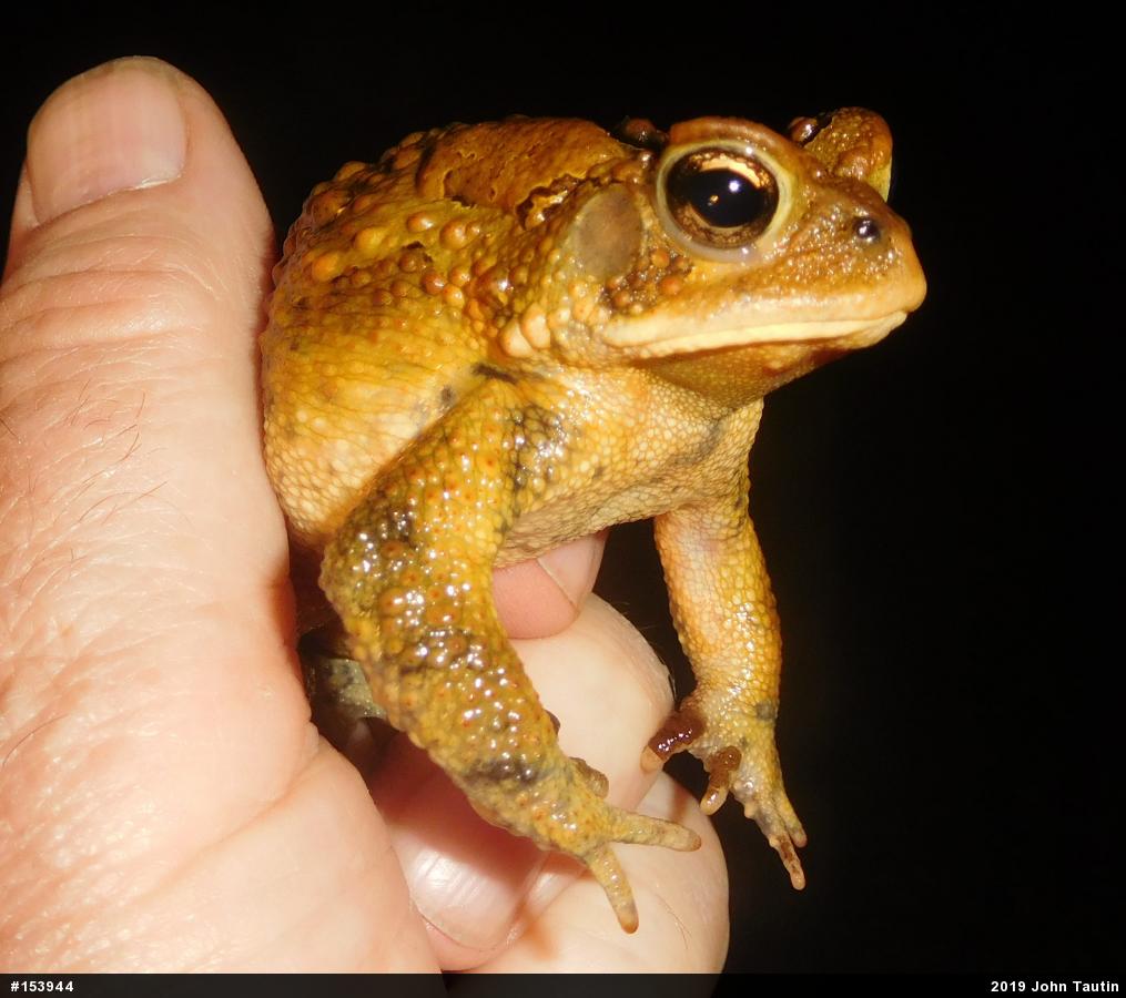 Eastern American Toad