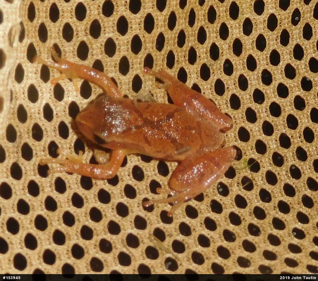 Spring Peeper