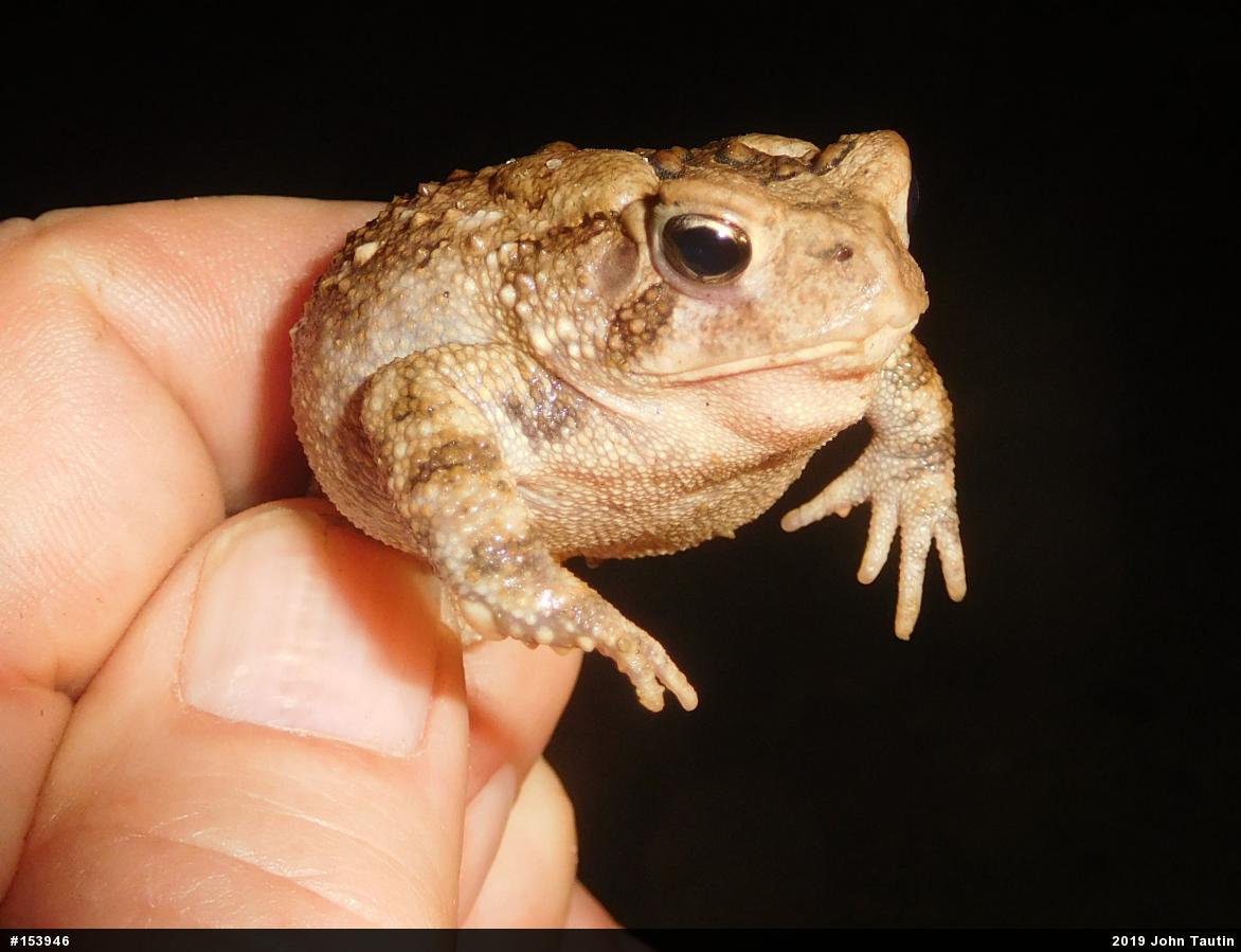 Eastern American Toad