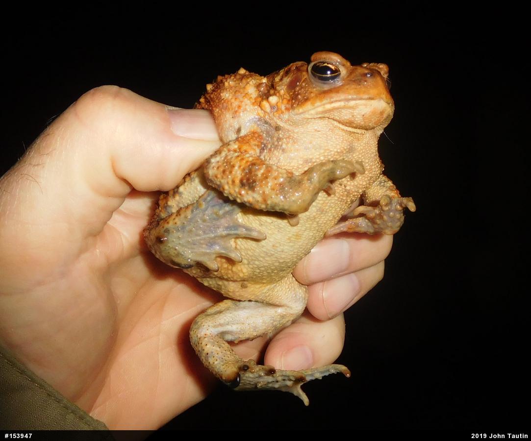 Eastern American Toad