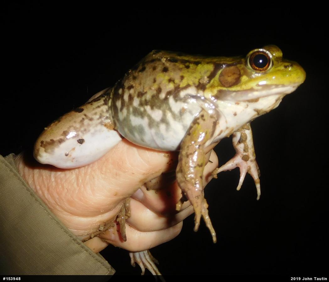 Green Frog
