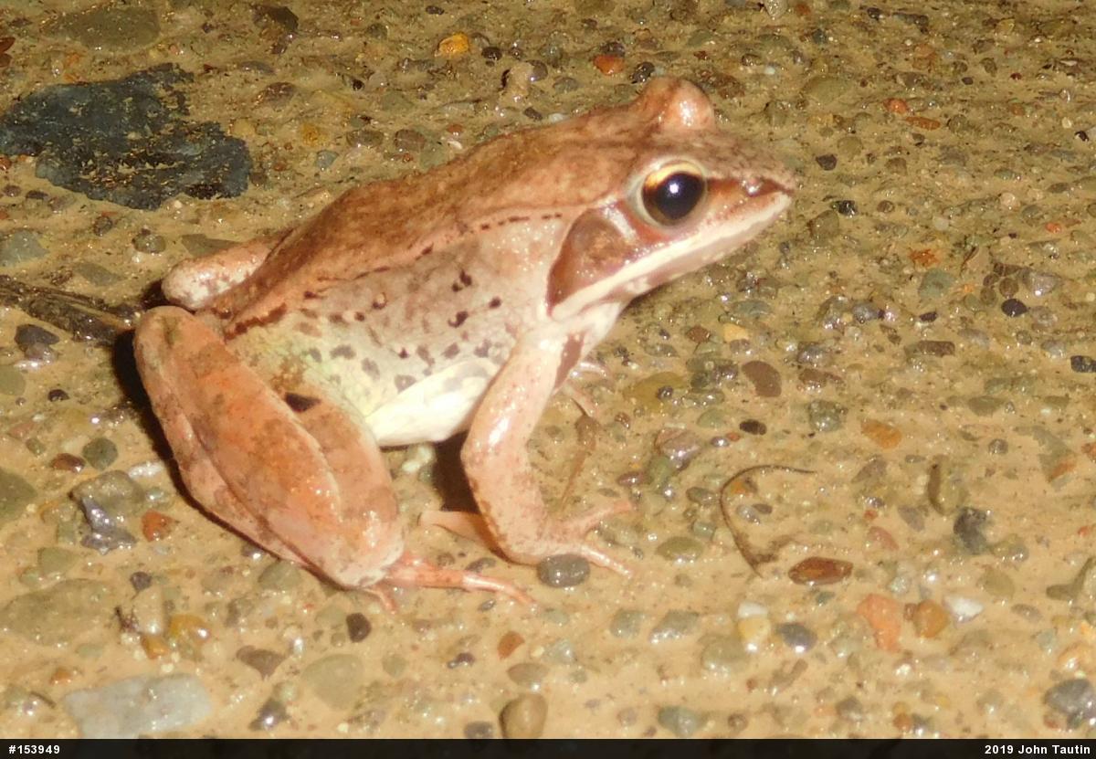 Wood Frog