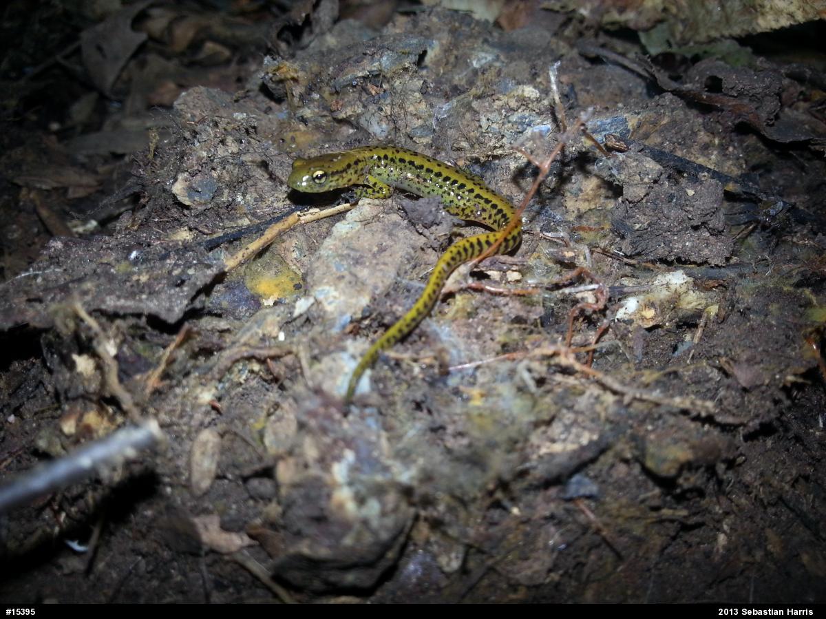 Eastern Long-tailed Salamander