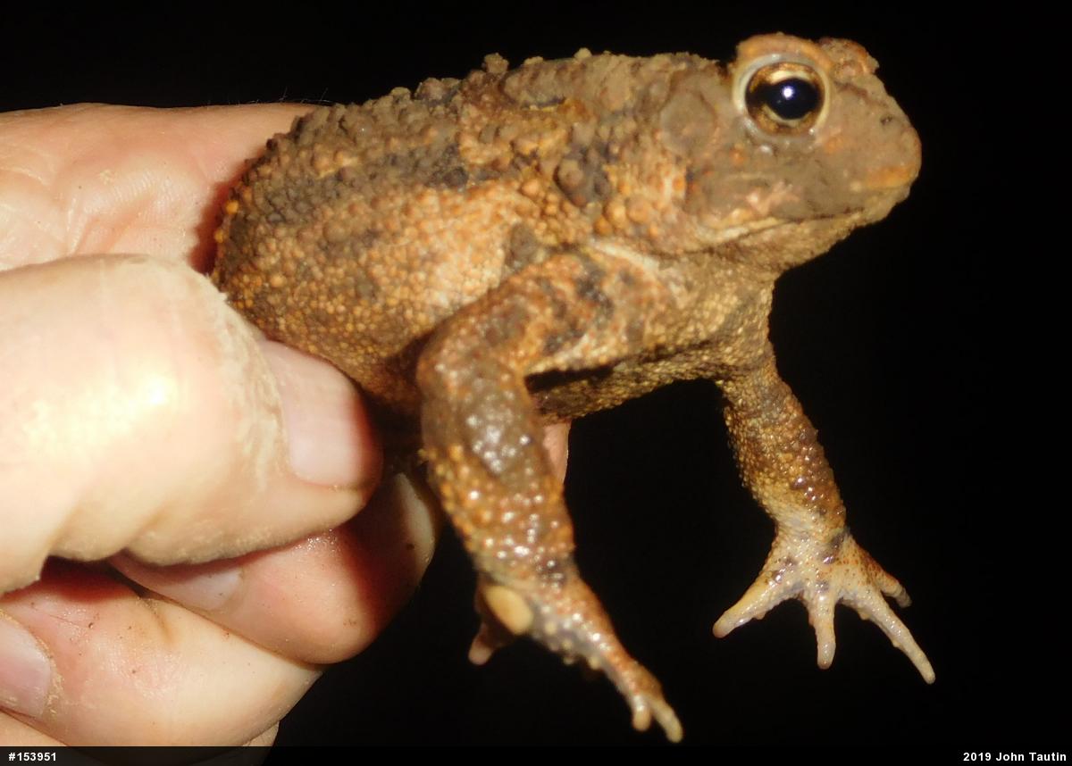 Eastern American Toad
