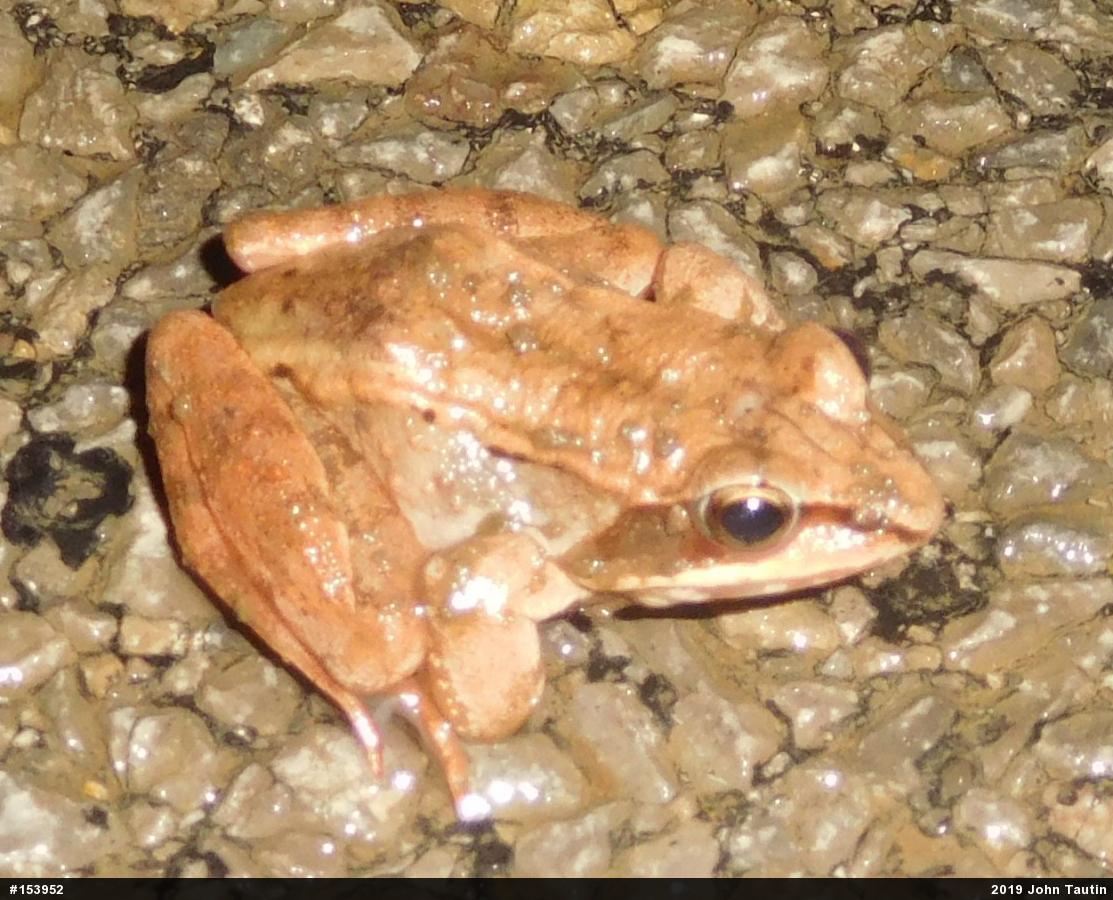 Wood Frog