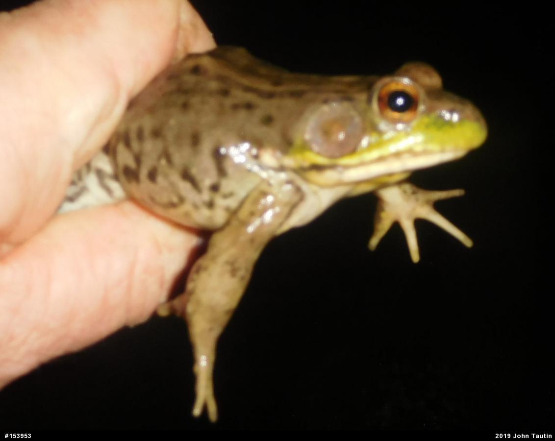 Green Frog