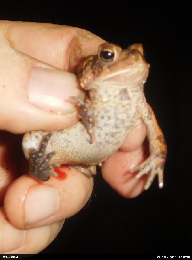 Eastern American Toad
