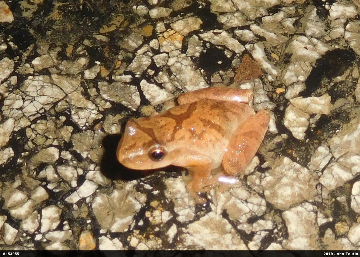 Spring Peeper