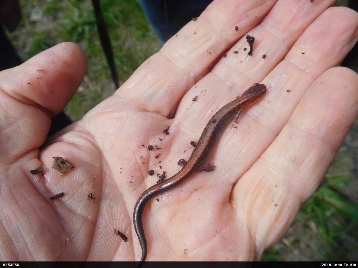 Eastern Red-backed  Salamander