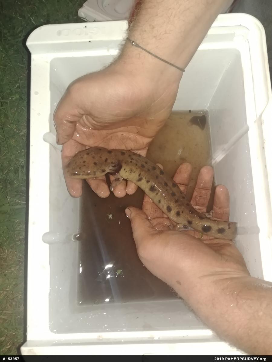 Common Mudpuppy