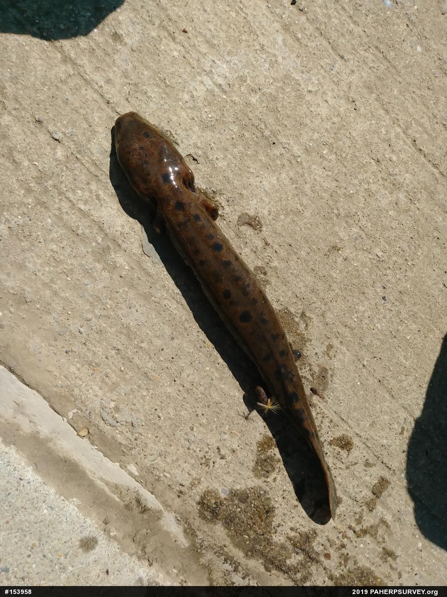 Common Mudpuppy