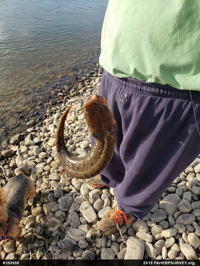 Common Mudpuppy