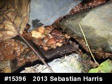Northern Dusky Salamander