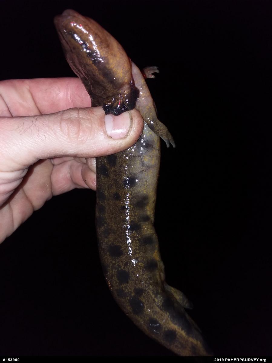 Common Mudpuppy