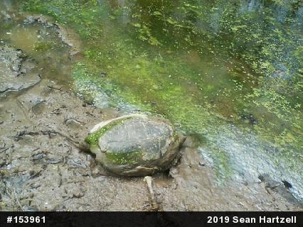 Snapping Turtle