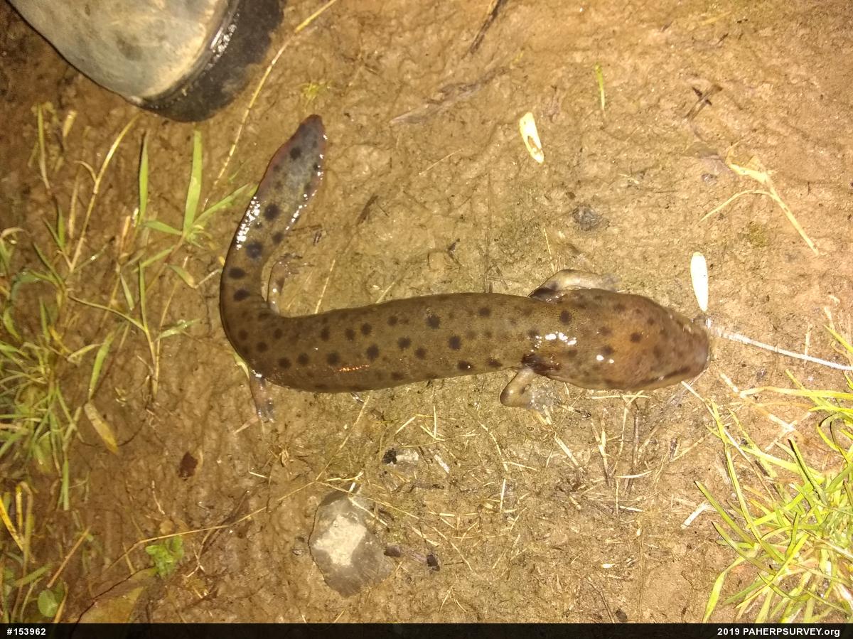 Common Mudpuppy